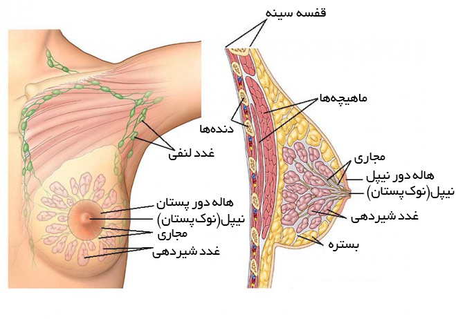 آماده شدن برای تخلیه سینه